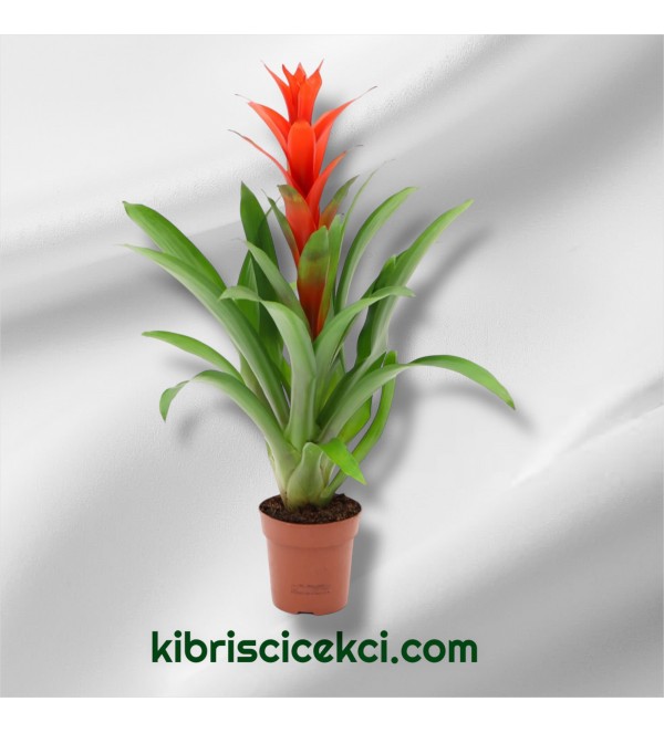 Kırmızı Guzmania